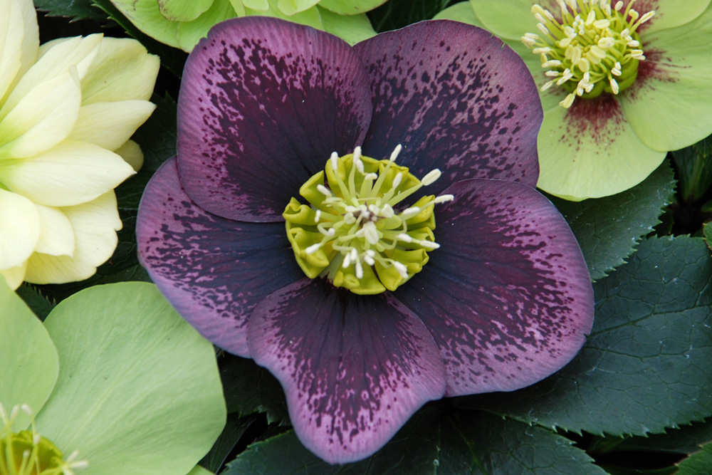 perennial_m_Grape Galaxy Winter Thriller tm Hellebore .jpg